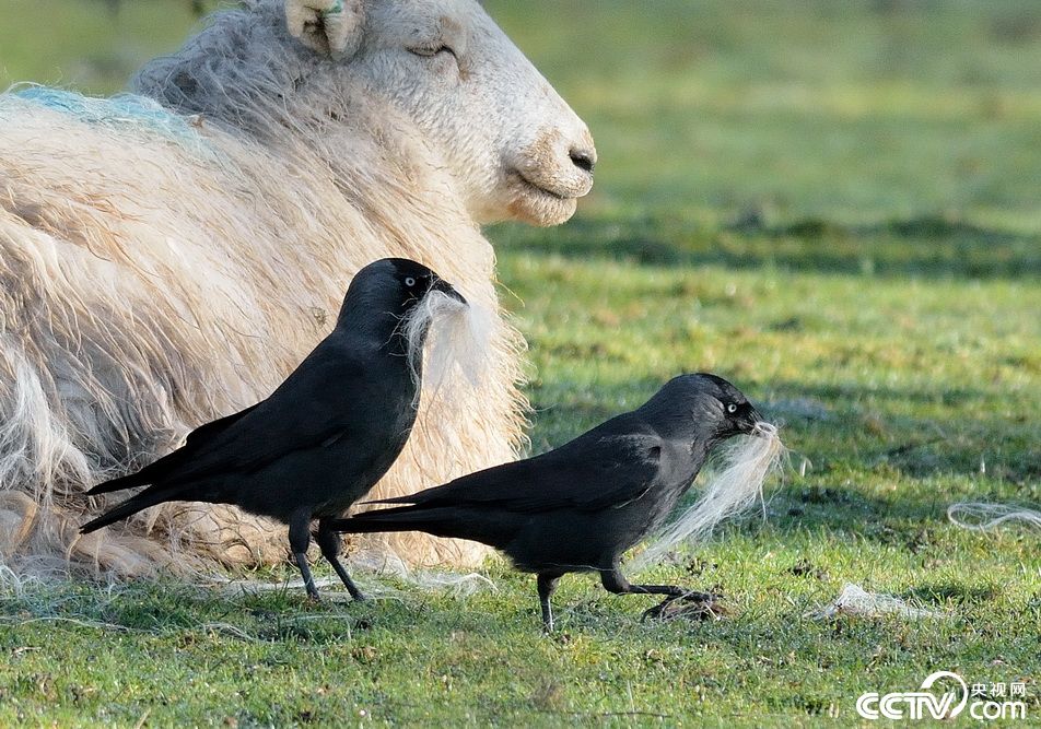 英国寒鸦从羊背上薅羊毛筑巢