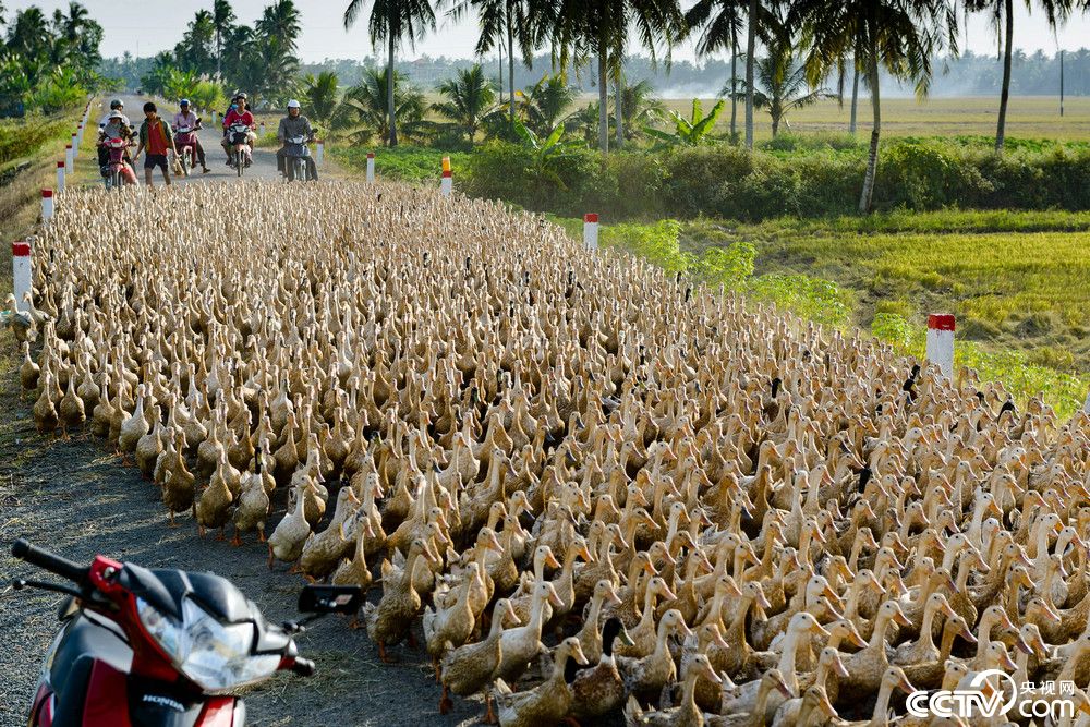 越南六千只鸭子搬家堵塞交通