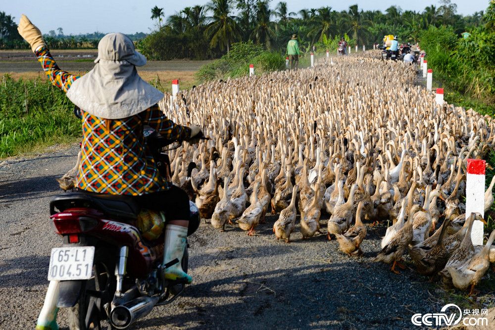 越南六千只鸭子搬家堵塞交通