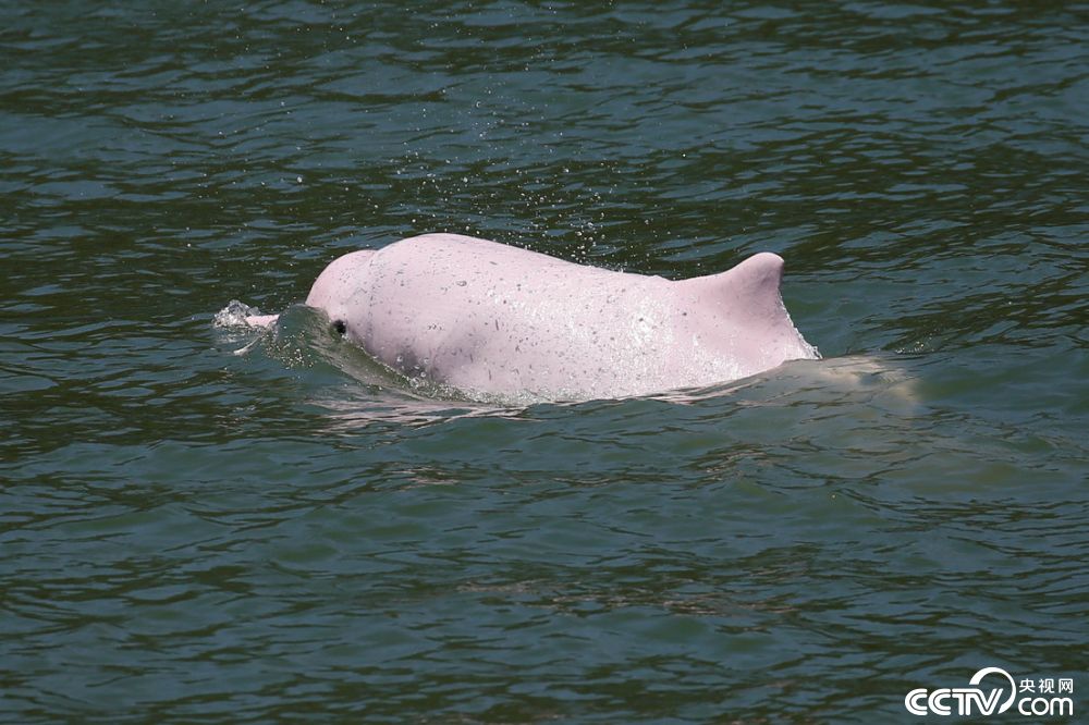 港珠澳大桥前现罕见白海豚