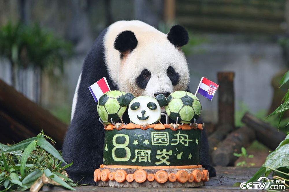 动物喜过生日宴大熊猫获丰厚礼物最受宠