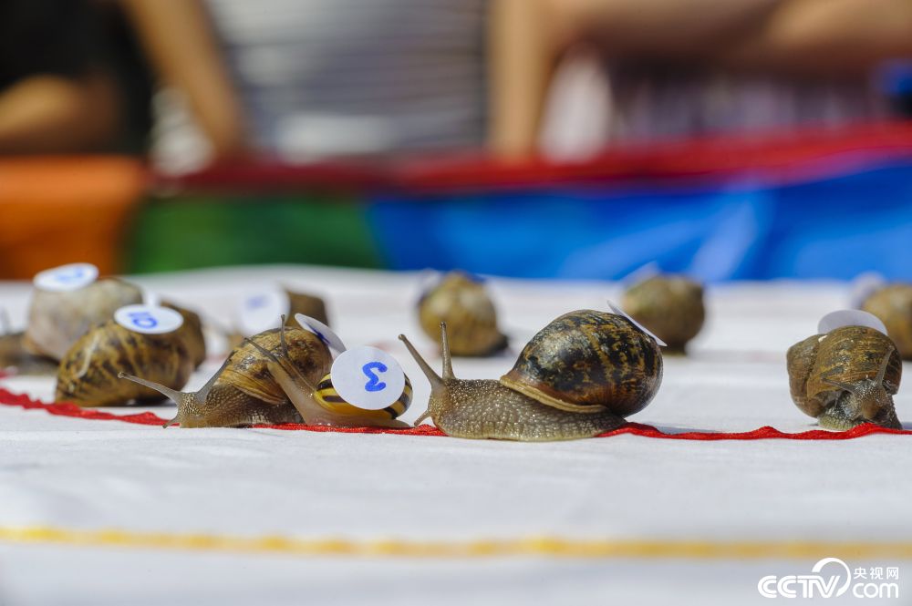 英国"蜗牛赛跑"堪称史上最慢