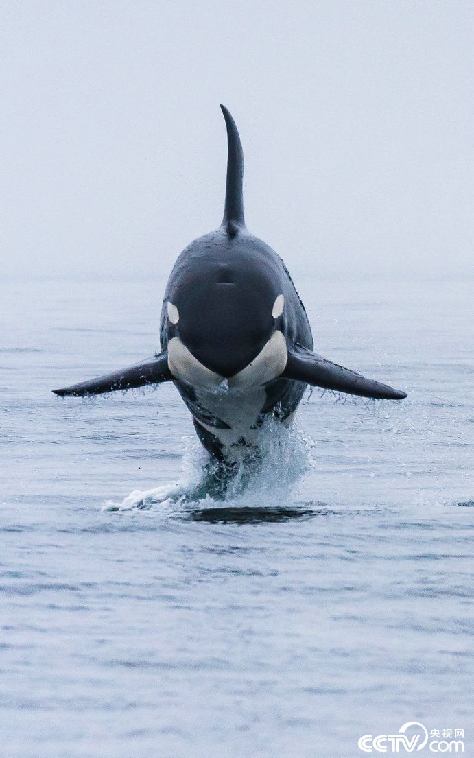 美国6吨虎鲸演绎轻功"水上漂"