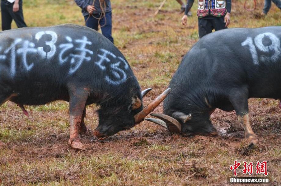 昆明石林上演"牛王争霸"