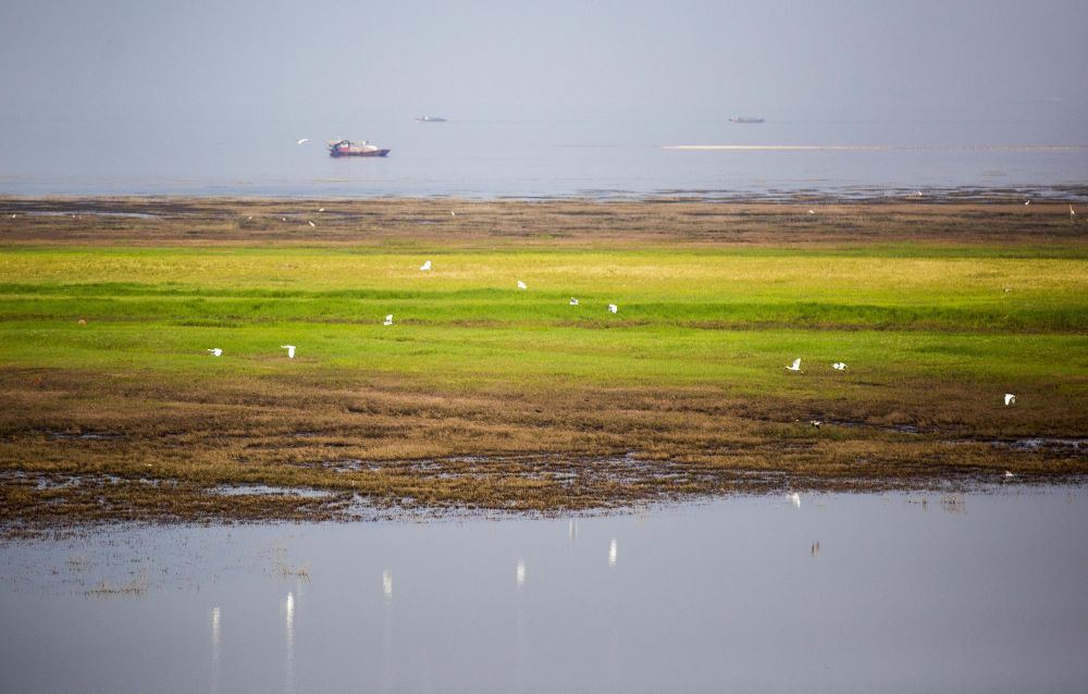 2018年9月6日,江西九江,一群候鸟在鄱阳湖江西都昌县矶山附近的湿地上