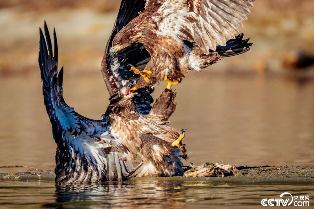 两鹰为争夺食物大打出手
