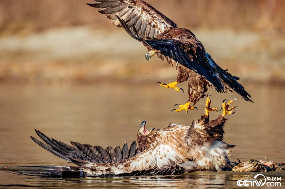 两鹰为争夺食物大打出手