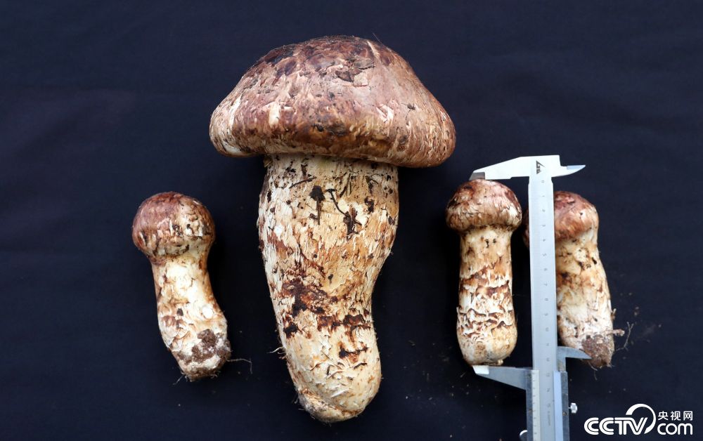 云南昆明现"松茸王" 重达0.9公斤
