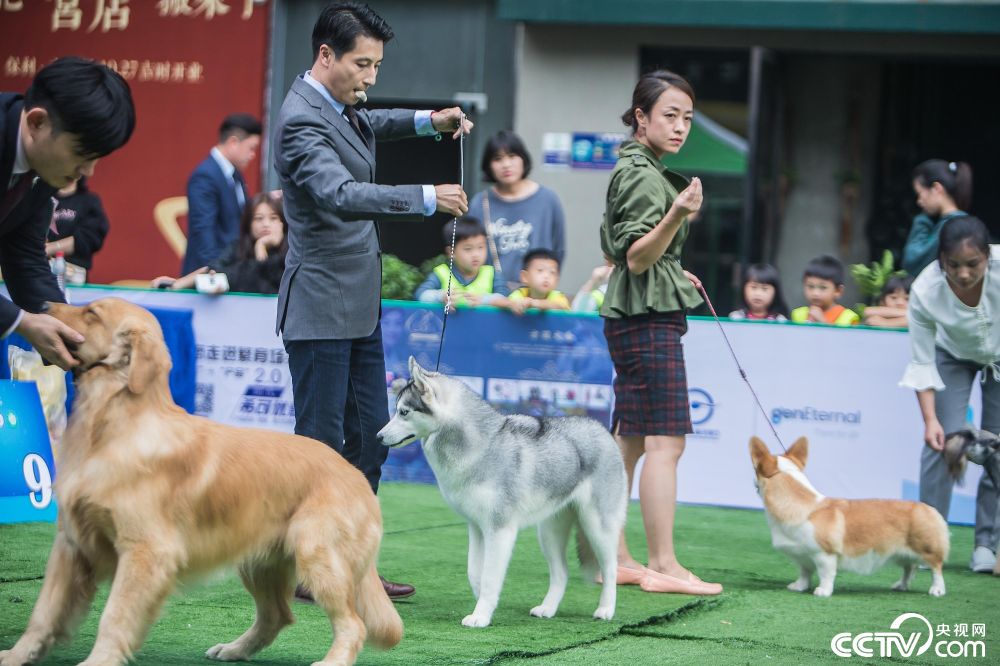 广西南宁一商场举行犬类选美比赛