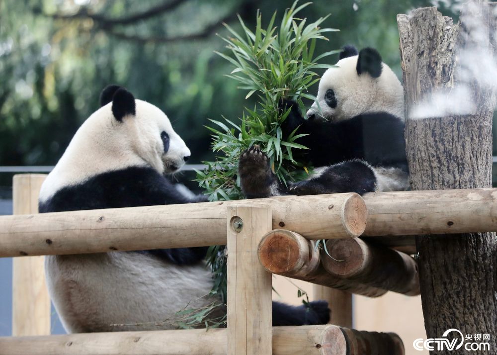 旅日大熊猫"香香"户外玩耍 模仿妈妈坐姿