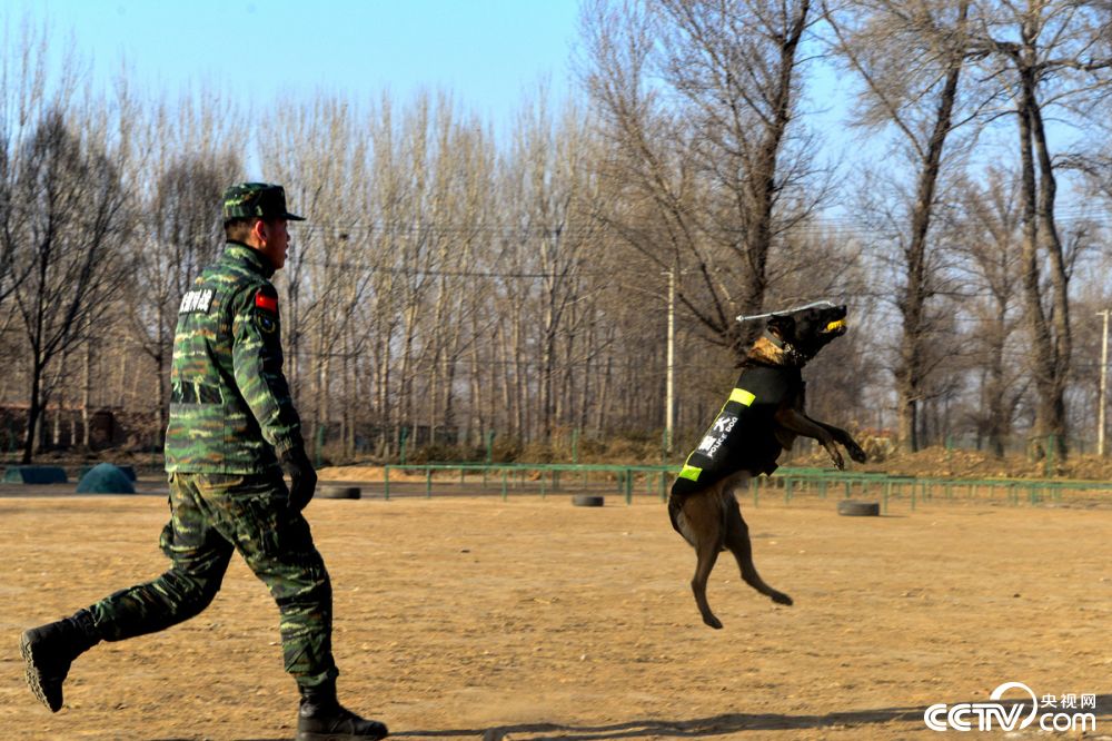 走进武警警犬训练场 看警犬是怎样练成的