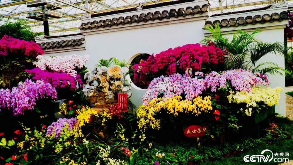 央视网消息:冬日里,记者走进江苏淮阴,淮安国家农业科技园区的兰趣 