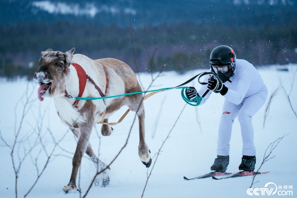 芬兰举办驯鹿锦标赛 驯鹿拉主人雪地狂奔