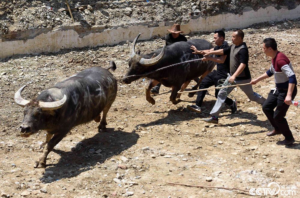 广西柳州举办首届斗牛争霸赛 10头斗牛轮番激战