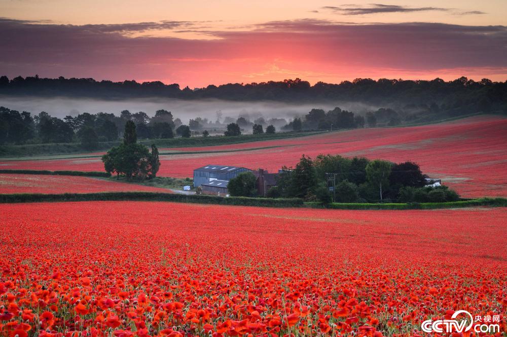 英国虞美人花海与朝霞辉映