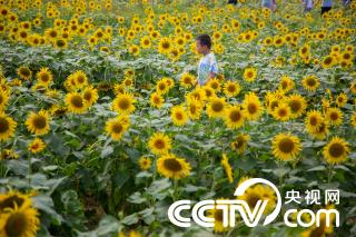 山东济南 向日葵花海引客来 新闻 央视网 Cctv Com