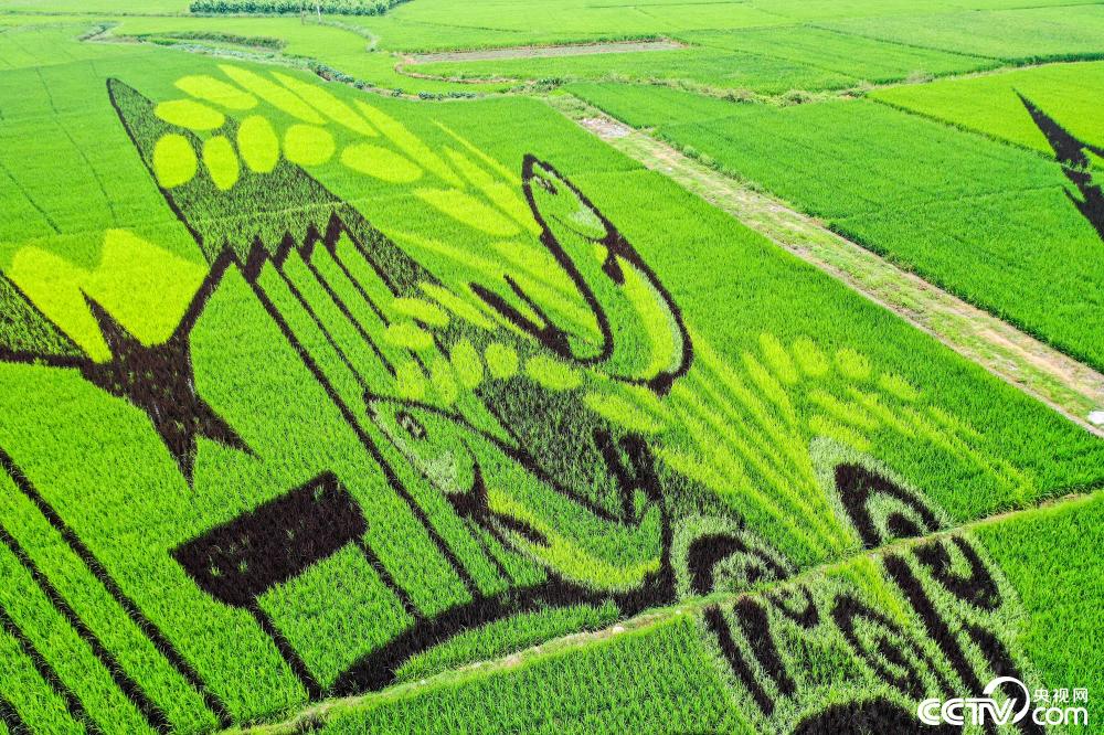 广西稻田艺术画扮靓桂北粮仓