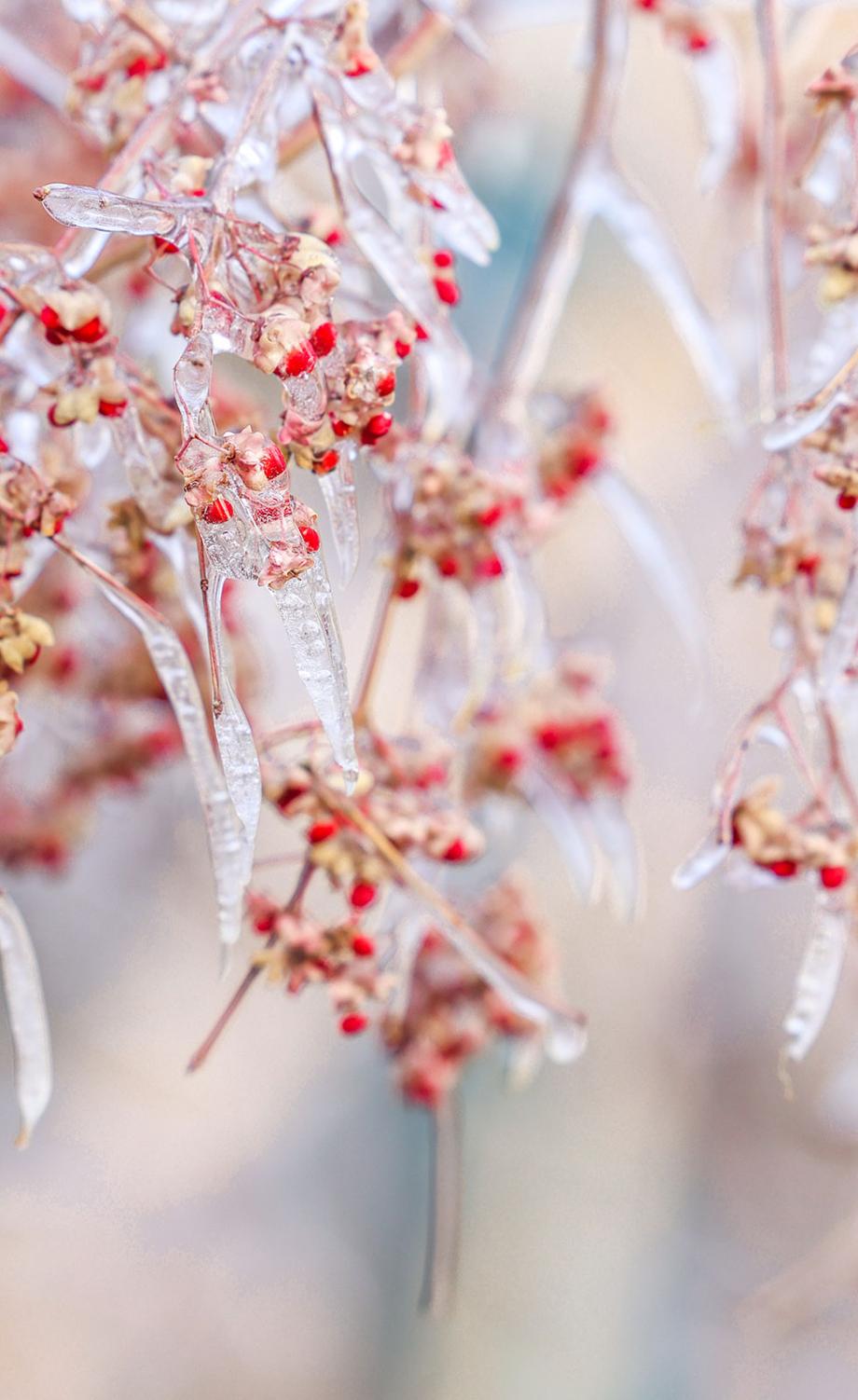 新疆阿克苏 树梢冰挂呈现别样冬日景色 央视网 Cctv Com 新疆阿克苏 树梢冰挂呈现别样冬日景色 央视网 Cctv Com