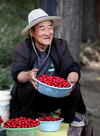 cherry harvest in c china_英语_央视网(cctv.com)