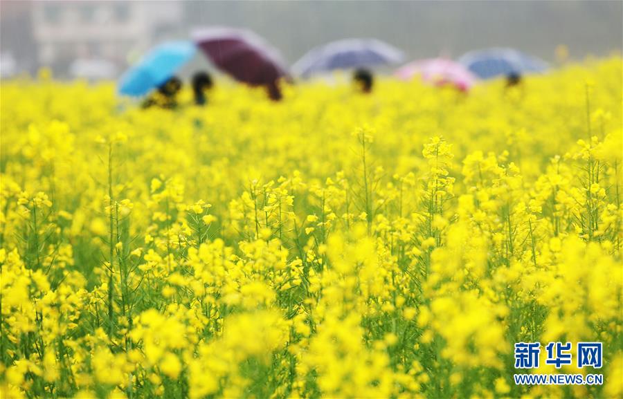 湖南油菜花节开幕