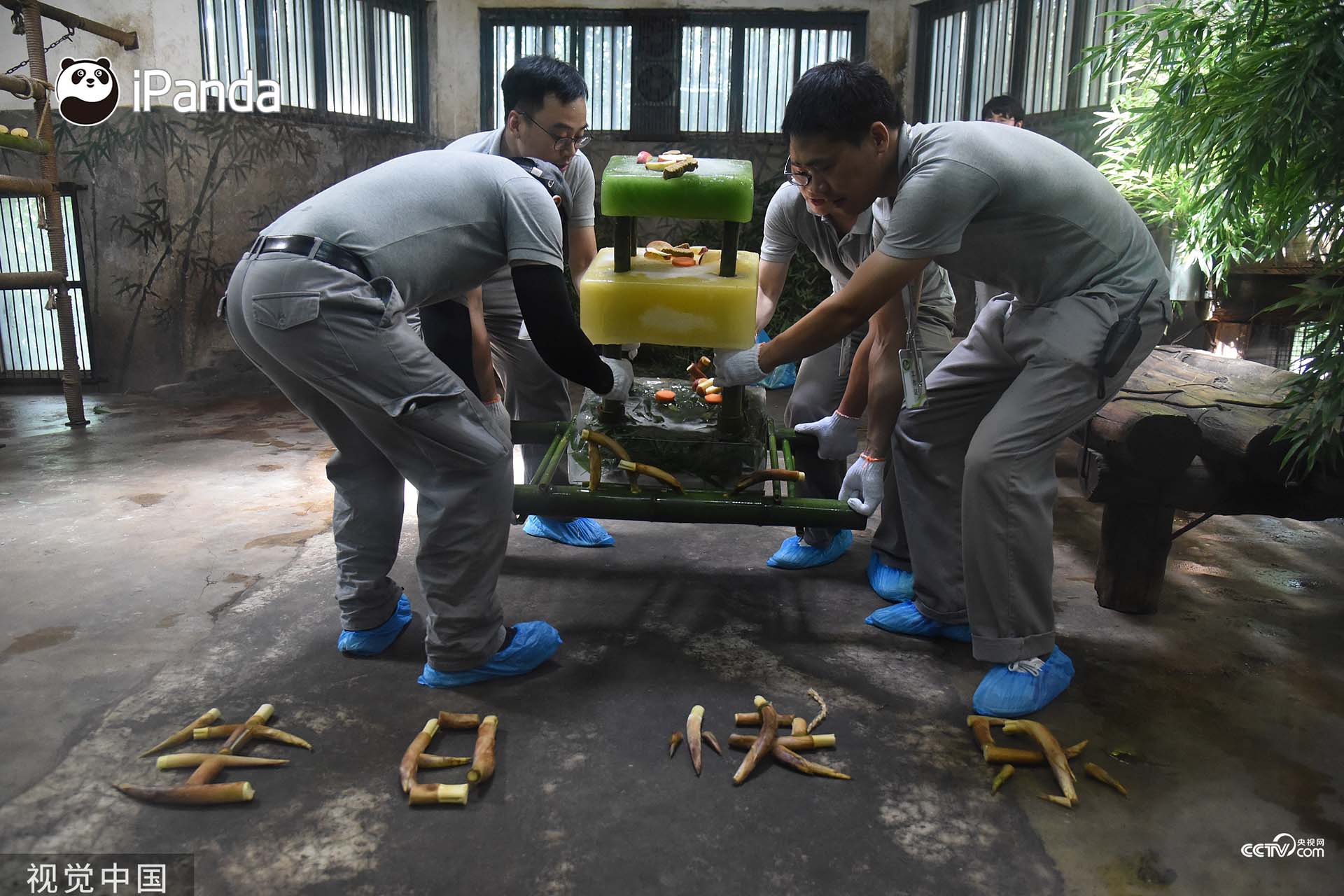 大熊猫 成就 和 双好 在杭州迎来五周岁生日