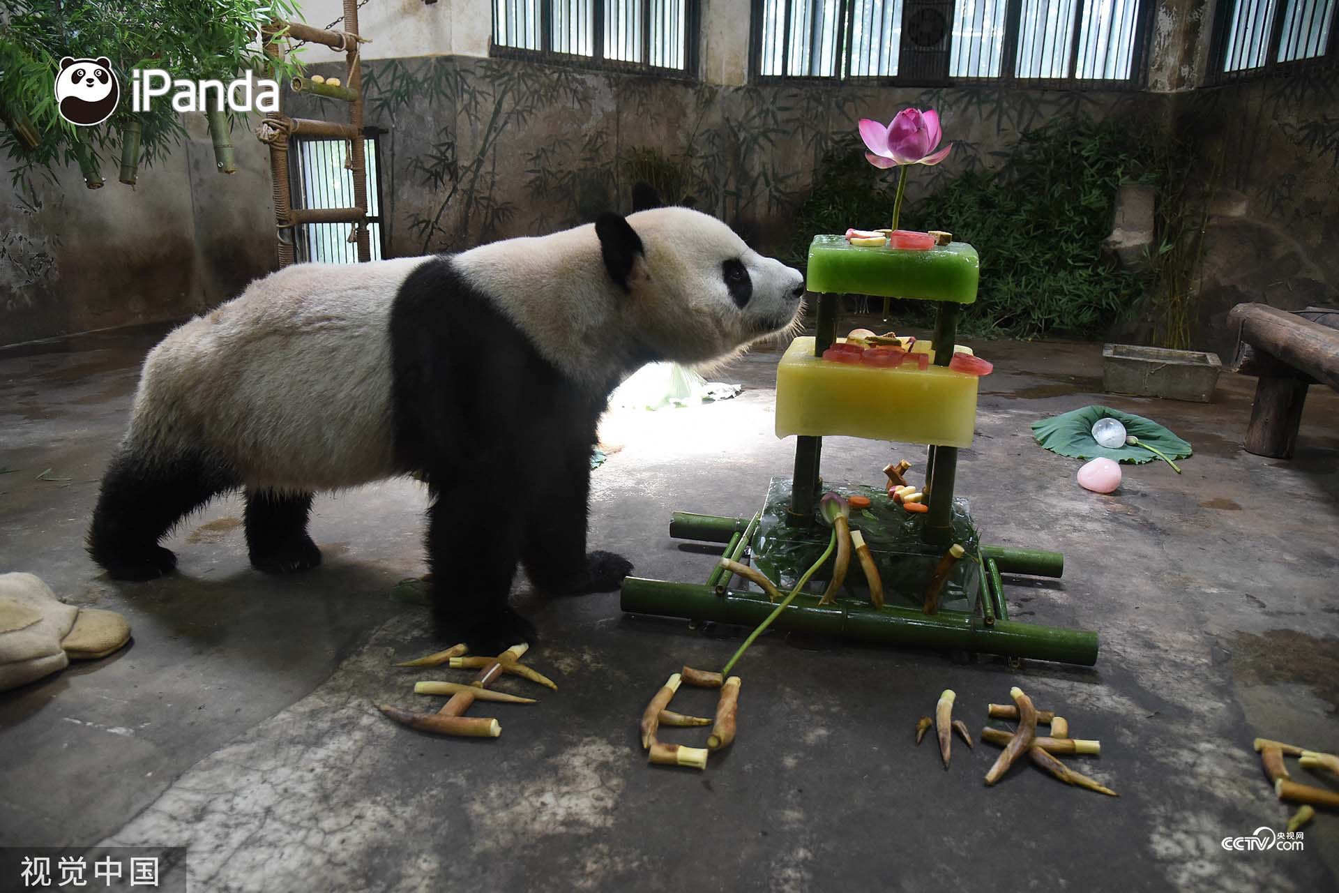 大熊猫 成就 和 双好 在杭州迎来五周岁生日
