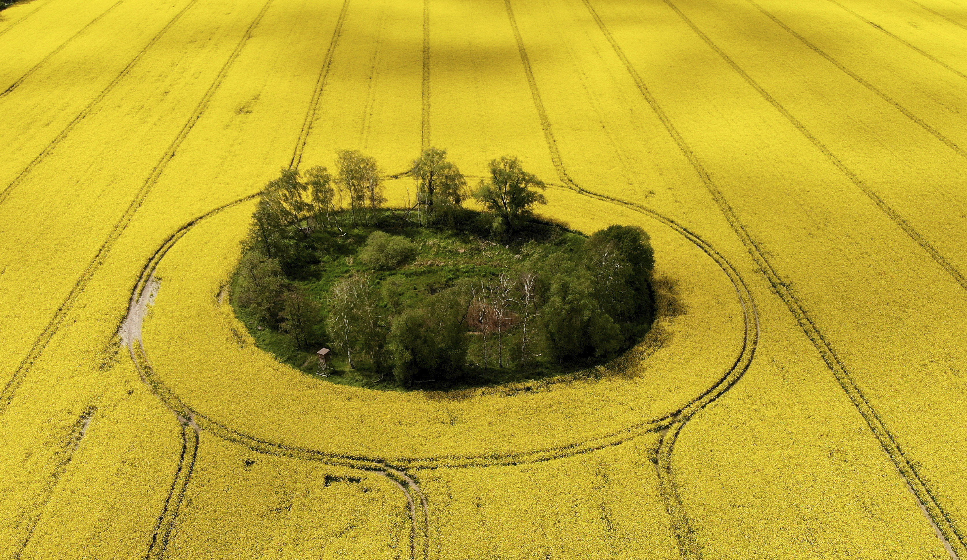 优享资讯 德国 油菜花盛开如金色海洋