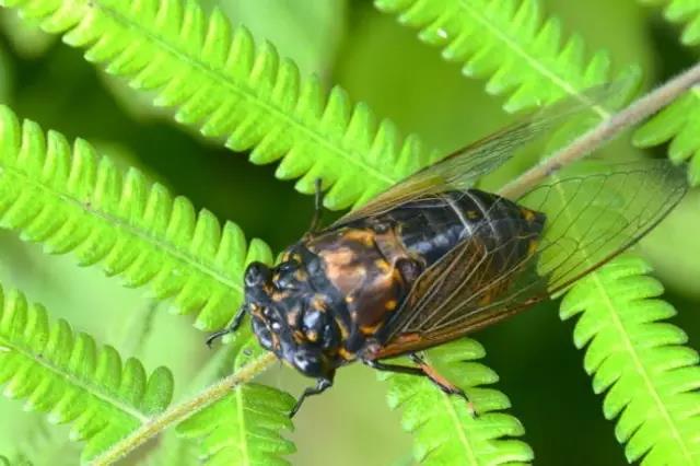 蜩螗沸羹,叫声沸稠为粘羹,多美的形容!