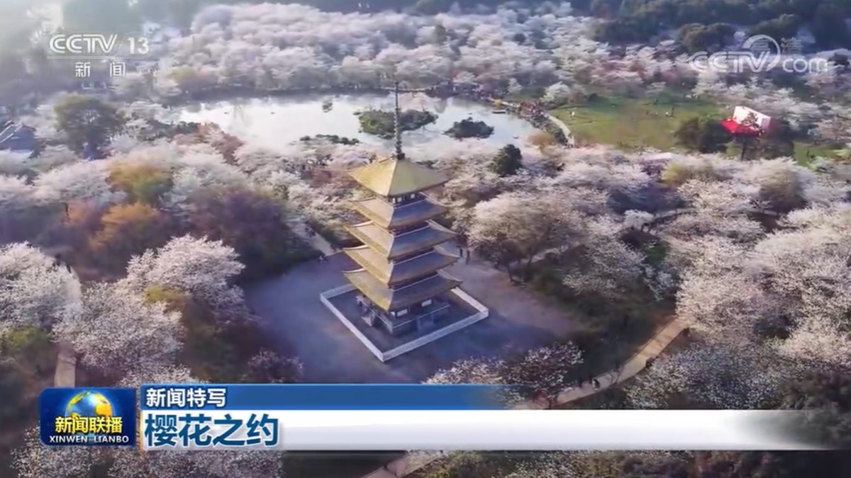 【新闻特写】樱花之约