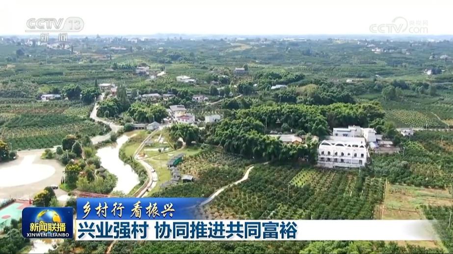 【乡村行 看振兴】兴业强村 协同推进共同富裕