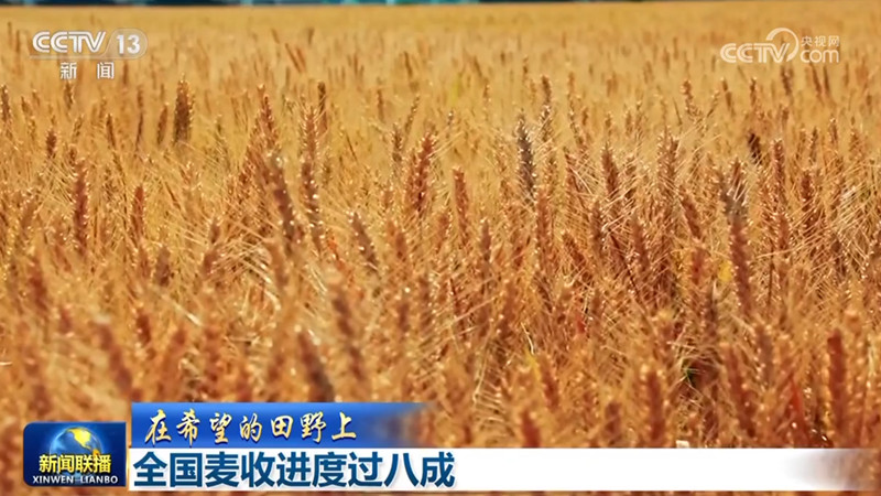 【在希望的田野上】全国麦收进度过八成