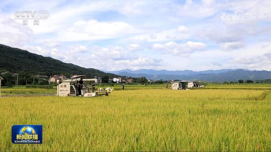 南方早稻陆续收获 夏粮收储加紧进行