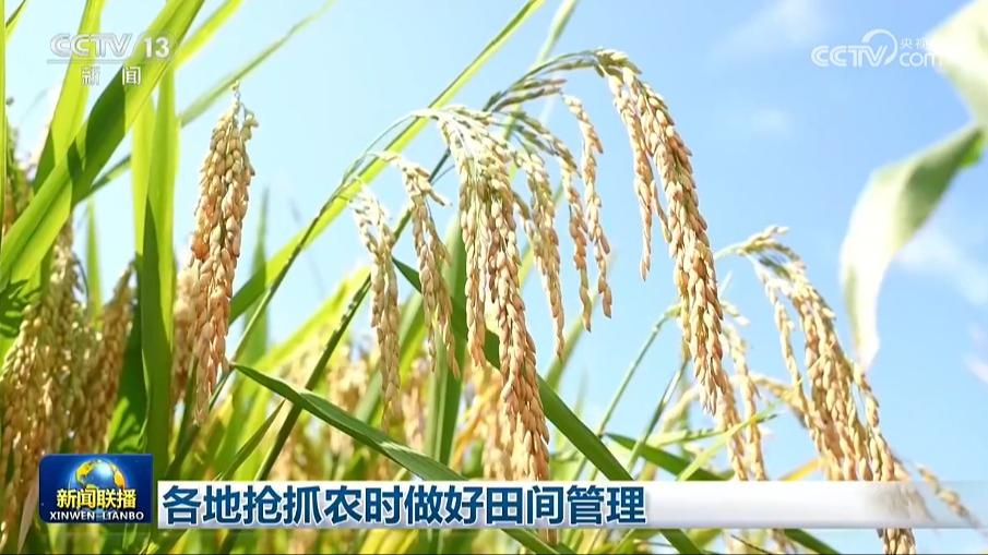 各地抢抓农时做好田间管理