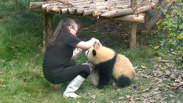 熊猫频道_多彩世界 魅力中国
