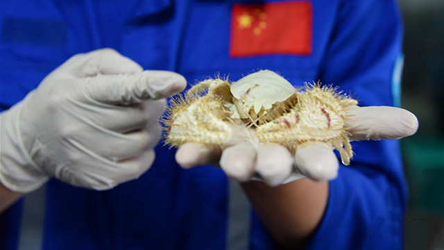 "发现"号在南海采集到大量冷泉生物