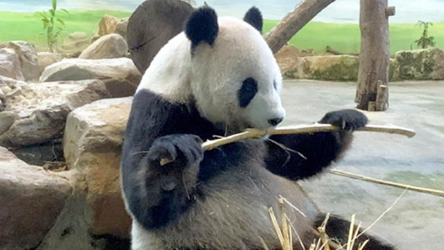 大陆赠台大熊猫团团圆圆喜迎15岁生日