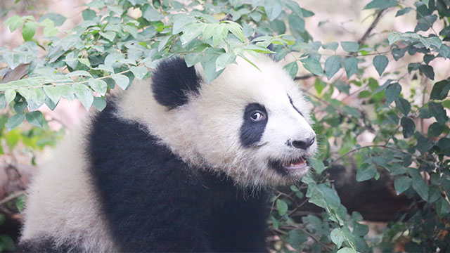 时隔28天四川唐家河再次发现大熊猫踪迹