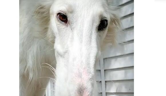 鼻子长达30厘米美国长鼻子狗狗成网红粉丝超20万