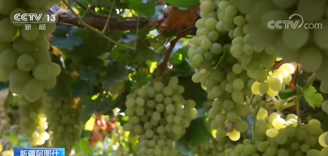 新疆葡萄熟了 依托电商平台木纳格葡萄远销内地 新闻频道 央视网 Cctv Com