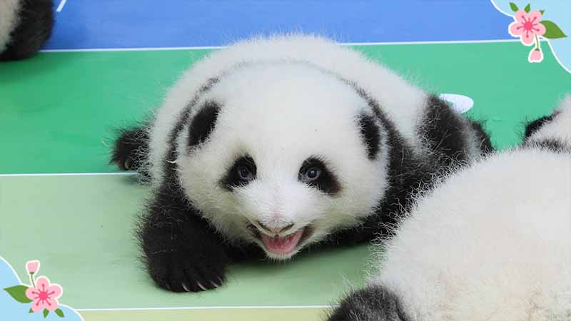 《精彩一刻》这位可爱的小熊友,你的甜度超标了啊!_熊猫频道