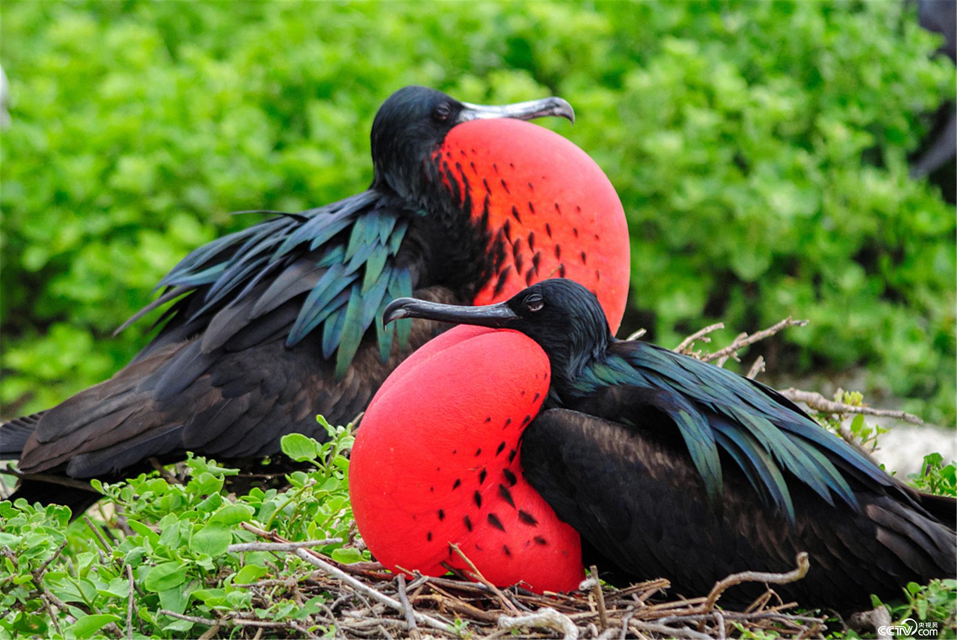 科学动物园时装秀开场了谁是动物界的时尚达人