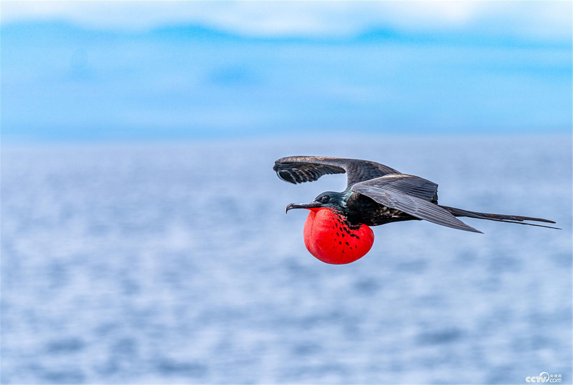 科学动物园时装秀开场了谁是动物界的时尚达人