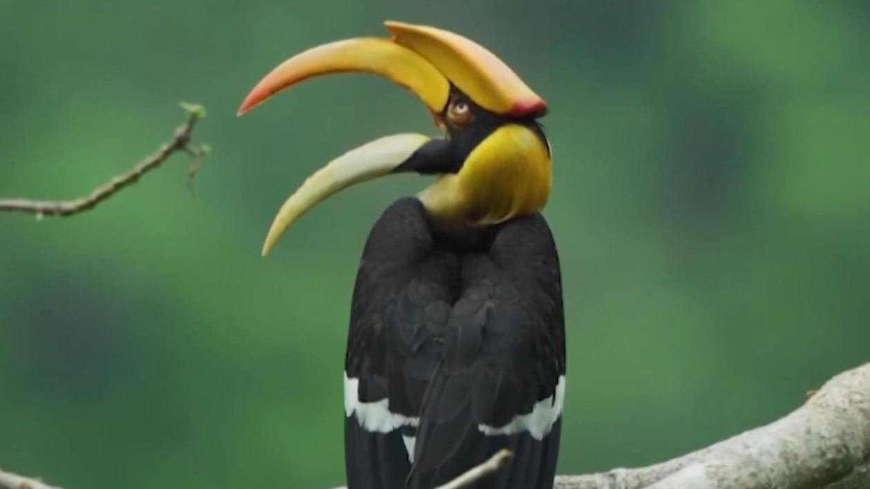 cctv.com english - news, video, panview, this is china