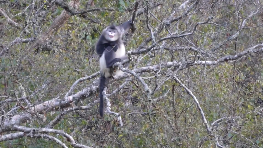 Endangered snub-nosed monkey population climbs to 350 in Yunnan reserve