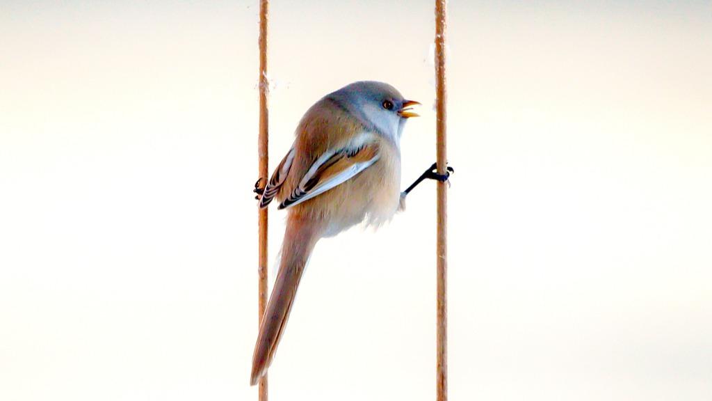 Bearded Reedlings forage and play on the snow in Daqing