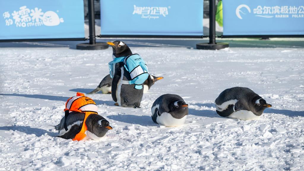 Cute penguins spotted at Lianhuan Lake in Daqing, Heilongjiang