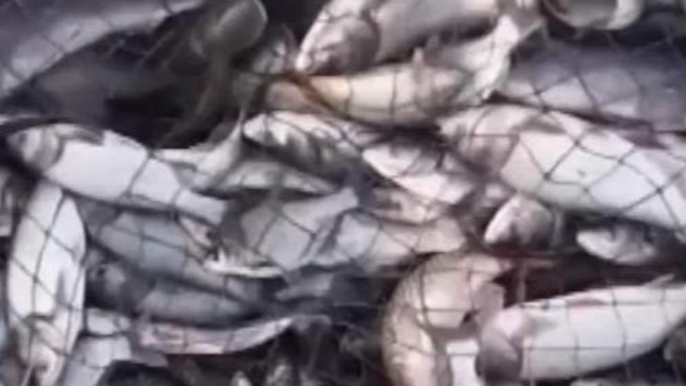 Chinese fishermen celebrate bumper harvest at Chagan Lake ice fishing festival