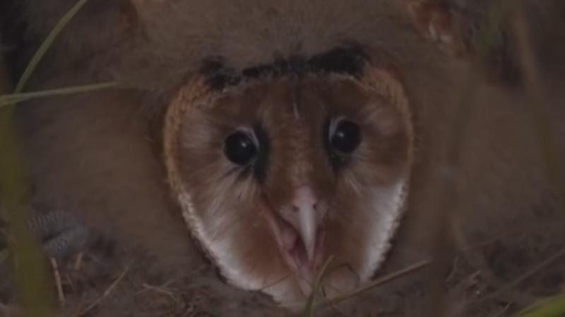 A construction site becomes an owl nursery