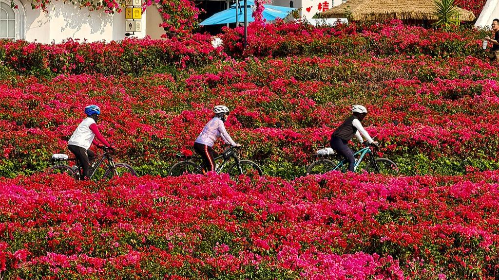 Visitors stroll through winter flower sea at Qingxiu Mountain in Nanning