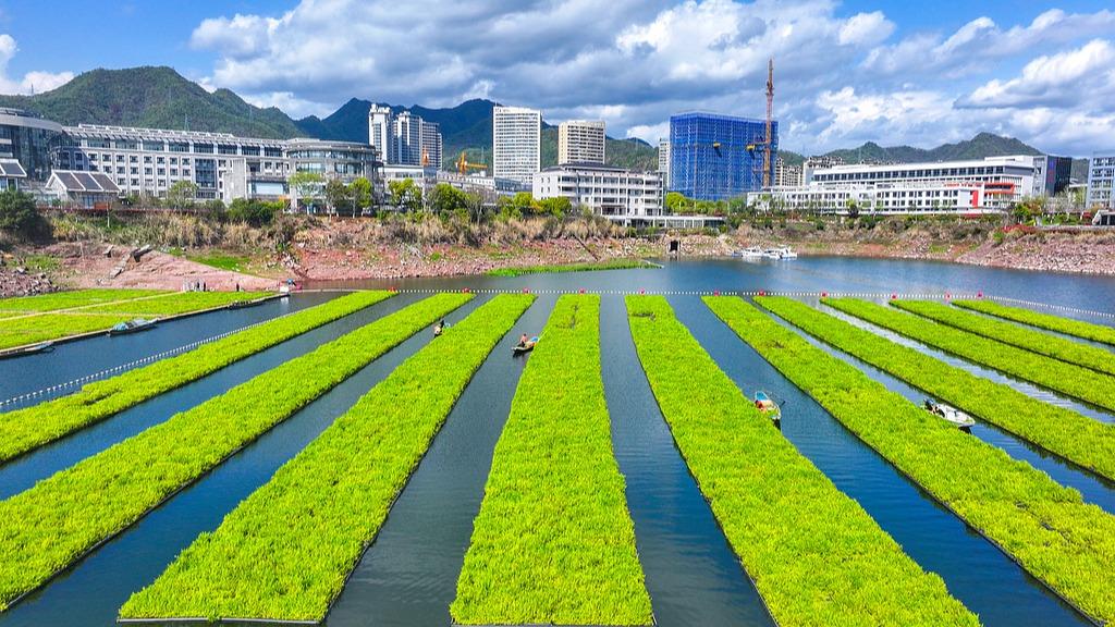 Water celery harvested from ecological floating island in Qiandao Lake
